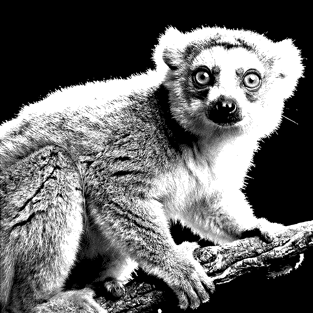 Royal Sifaka Elegance
